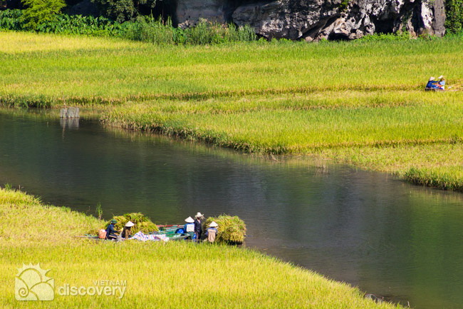 Beautiful Tam Coc in harvest time - Ninh Binh tours