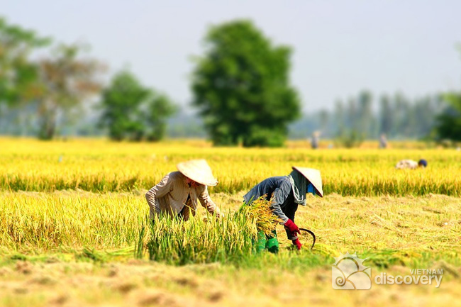 Harvest season in Northern Vietnam - Hanoi day tours