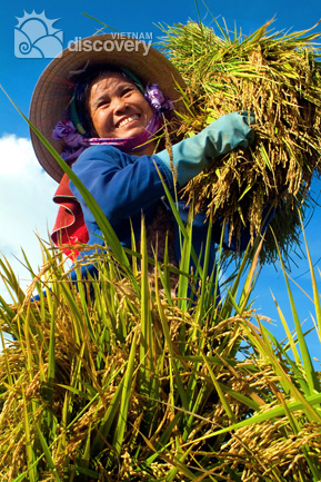 Smile of a harvest season - Hanoi harvesting day tour