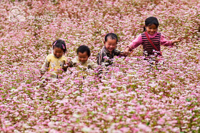 Tam Giac Mach Flower in Ha Giang - Vietnam Northern Tour