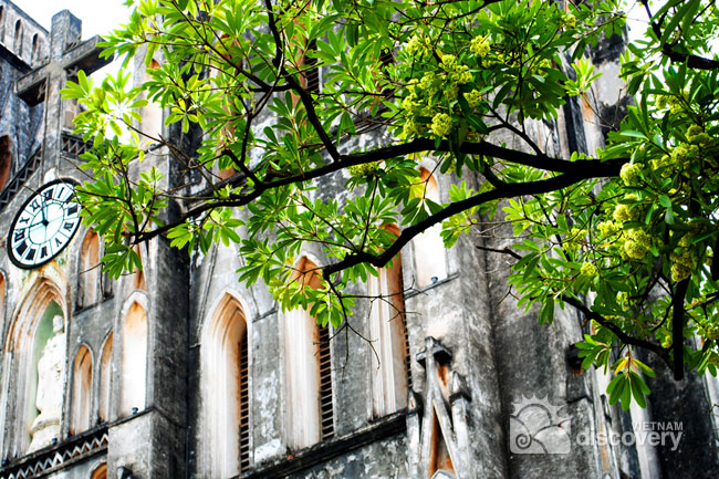 Hoa Sua in front of Hanoi Cathedral - Travel to Hanoi