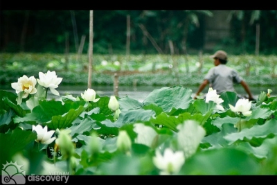 White lotus season in Hue city - Vietnam Tour