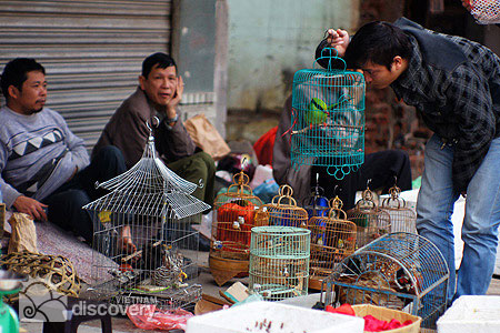 Day trip to discover an elegant hobby of Hanoians