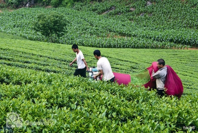 Green Shan Tuyet tea field in Suoi Giang - North Vietnam Tour
