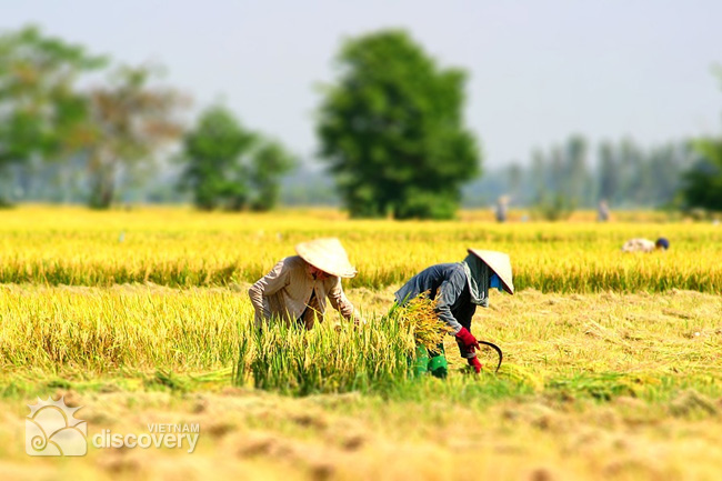 Harvesting Day Tour in Hanoi Suburb (summer-autumn crop)