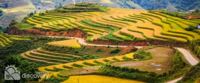 Harvest season in Sapa terraces - Sapa Northern Vietnam tour