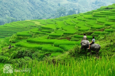 Terrace fields in Northern Vietnam - Sapa day tour