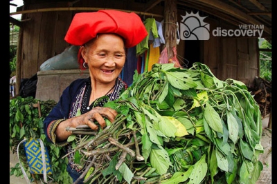 Ta Phin Traditional Medicinal Herb Bathing Red Dao Sapa Tours