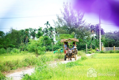 Buffalo pulling cart on the village road - Hoi An half-day eco tours