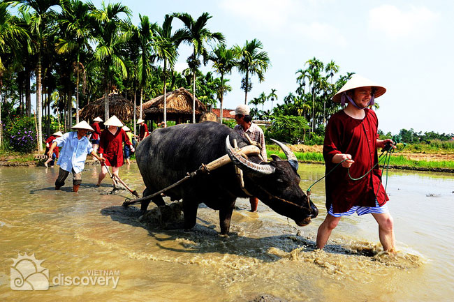 Half-day tour to experience wet rice cultivation