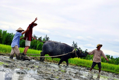 Ploughing field with buffalo's help - Hoi An half-day tour