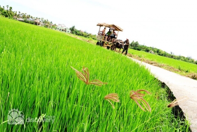 On the buffalo pulling cart - travel to Hoi An half day
